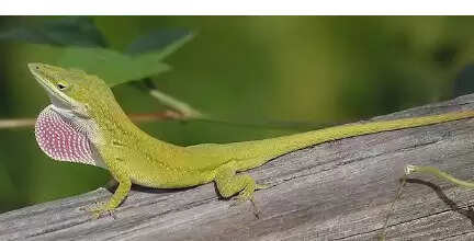 பச்சை பல்லி