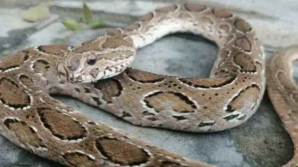 கண்ணாடி விரியன்