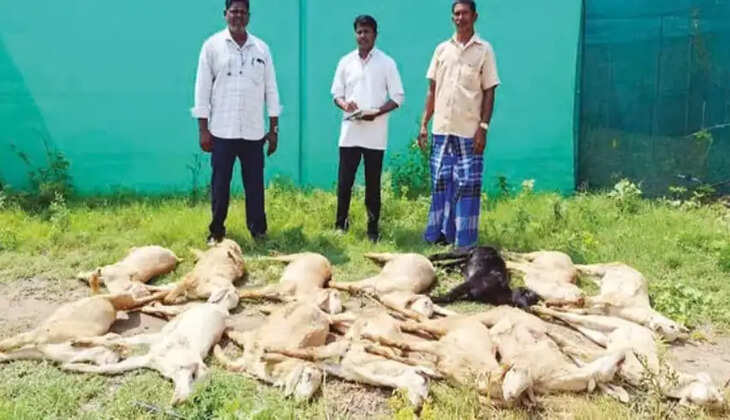 ஆடு மின்னல் செம்மறி 