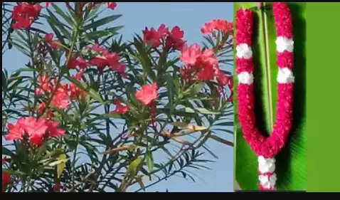 அரளிப்பூ