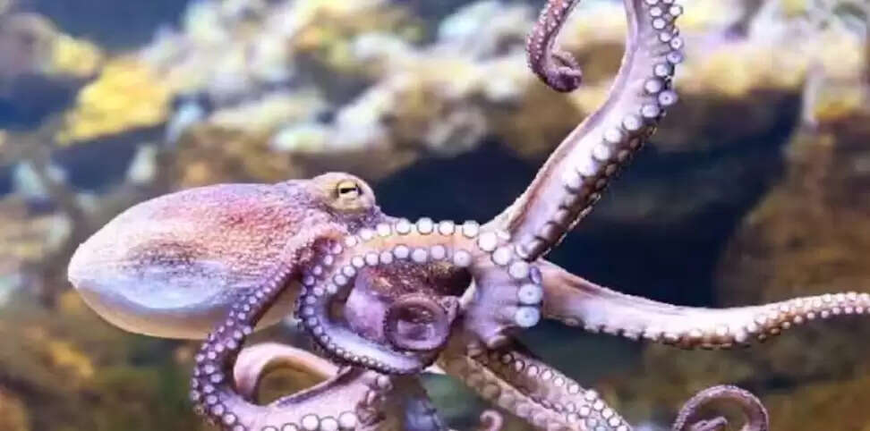 ஆக்டோபஸ்
