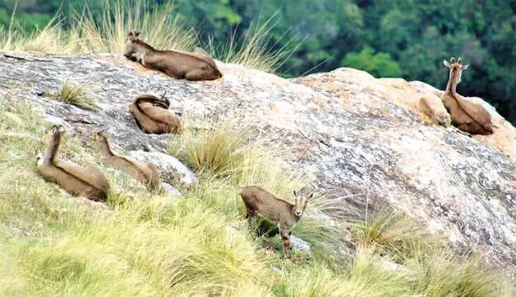 வரையாடு ஆடு வரையாடுகள்