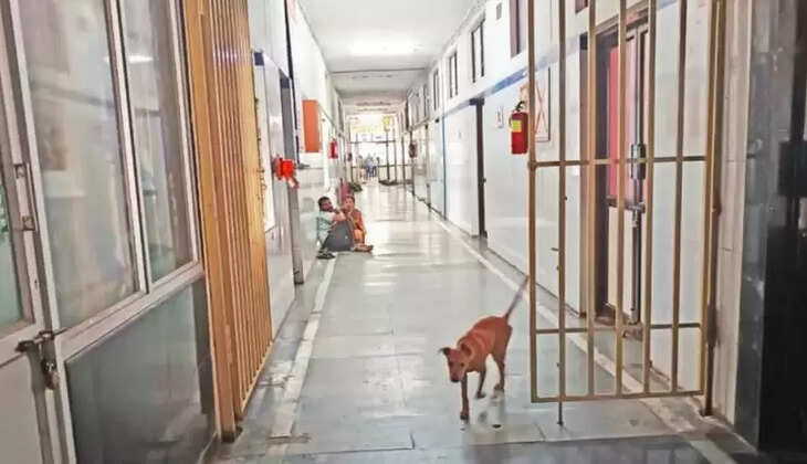 மருத்துவமனை தெருநாய் நாய்