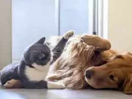 நாய் பூனை