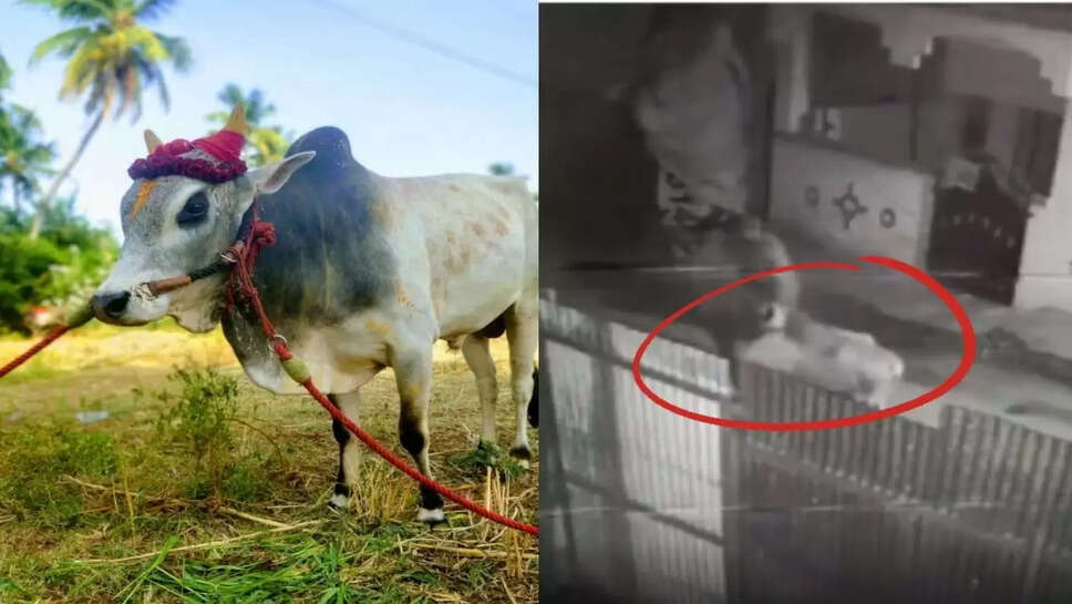 ஜல்லிக்கட்டு மாடுகள்