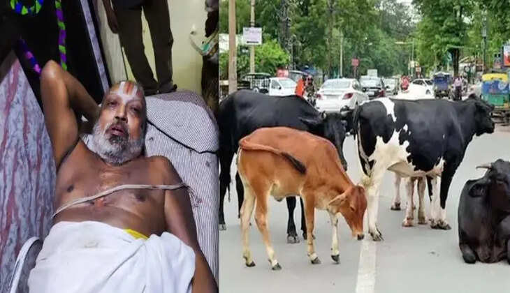 முதியவரை முட்டிய மாடு