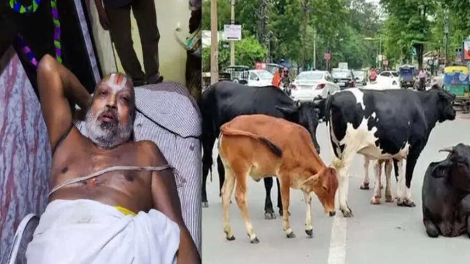 முதியவரை முட்டிய மாடு