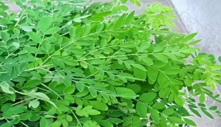 முருங்கை கீரை