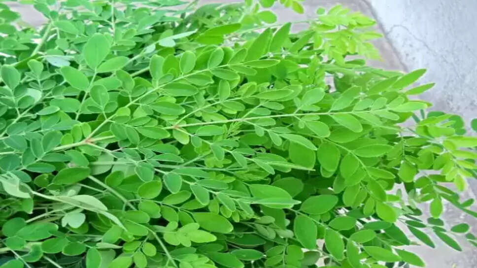 முருங்கை கீரை