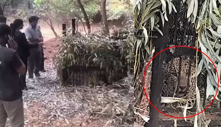 சிறுத்தை