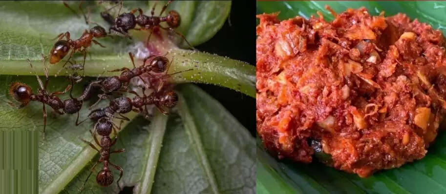 எறும்பு 