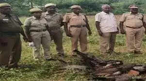 மயில்கள்