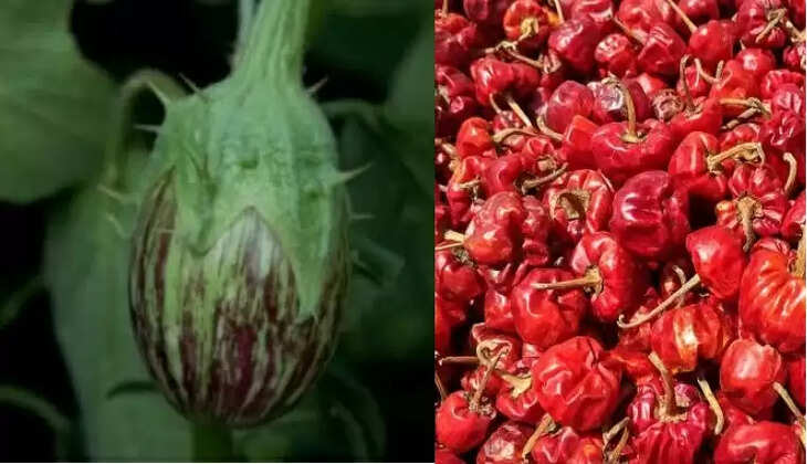 ராமநாதபுரம் குண்டு மிளகாய்