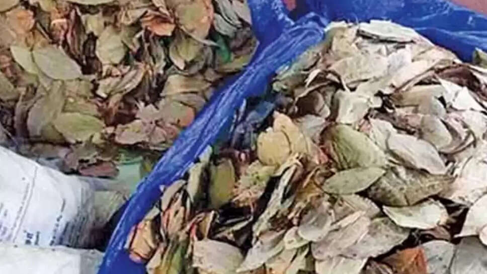 பீடி இலைகள்