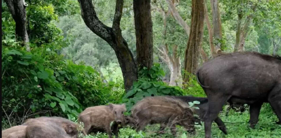 பன்றி