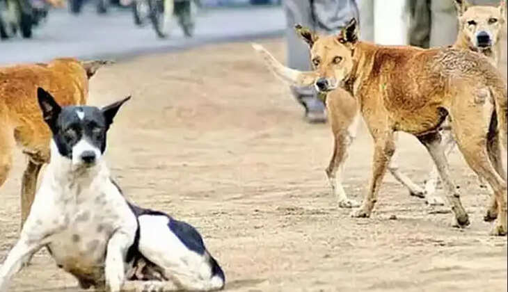 தெருநாய் நாய்