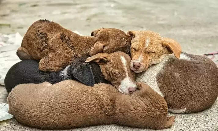 நாய்க்குட்டி