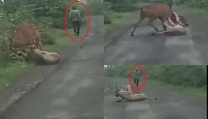 சிங்கம்