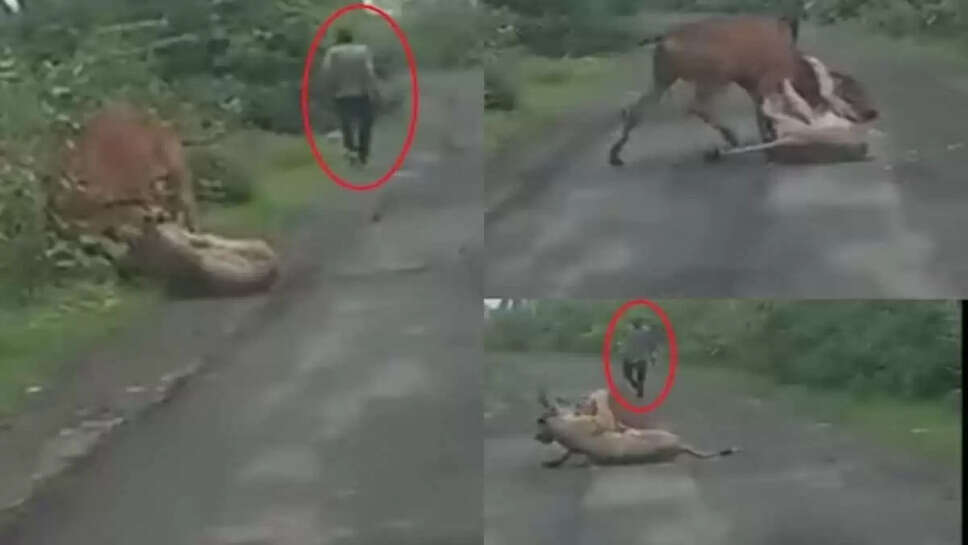 சிங்கம்