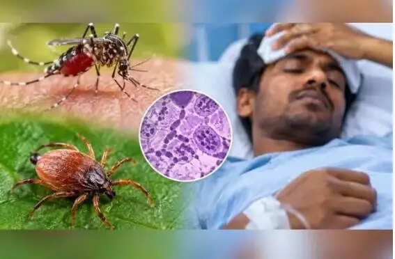 டெங்கு உண்ணி காய்ச்சல்
