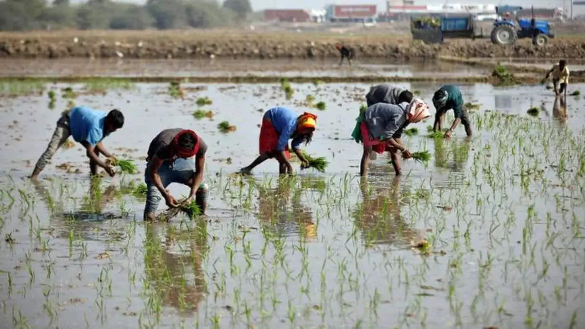 Farmers planting paddy
