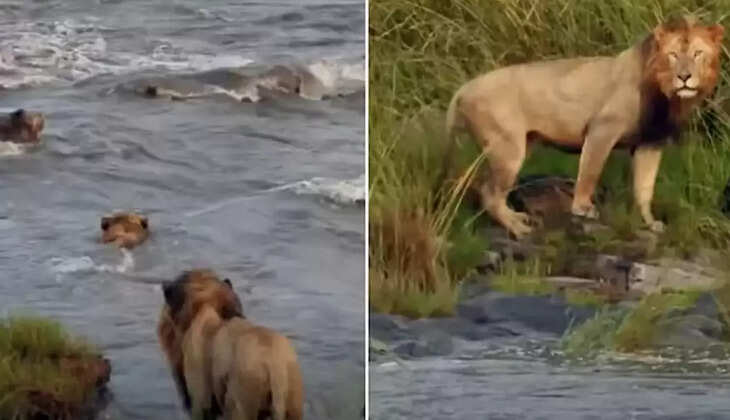 சிங்கம்