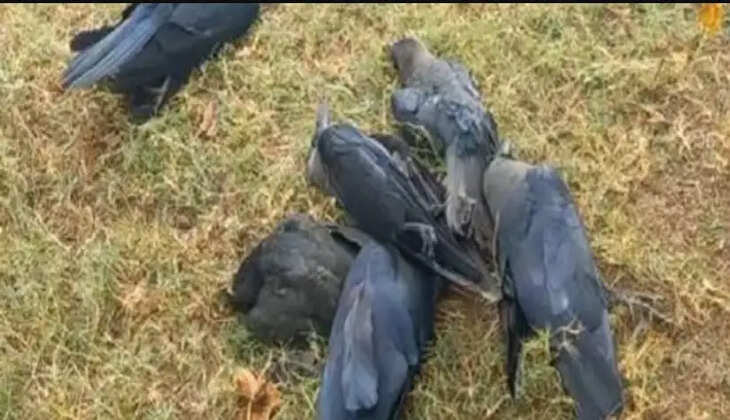 காகங்கள்