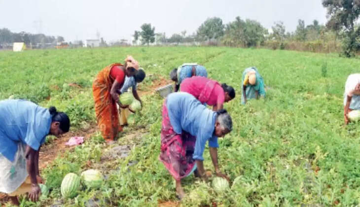 தர்ப்பூசணி