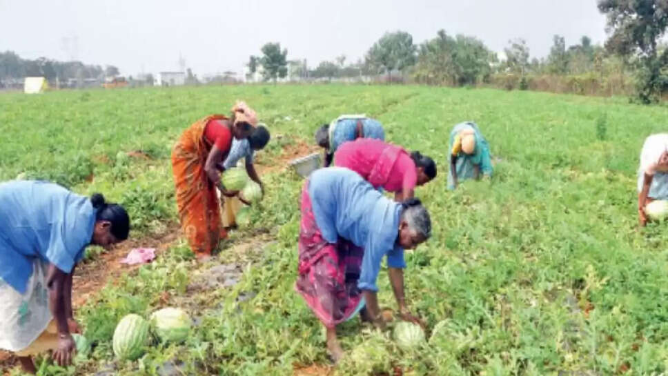 தர்ப்பூசணி