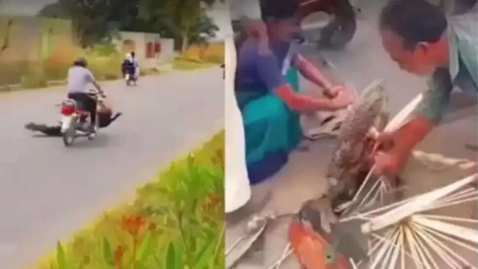 மயில்