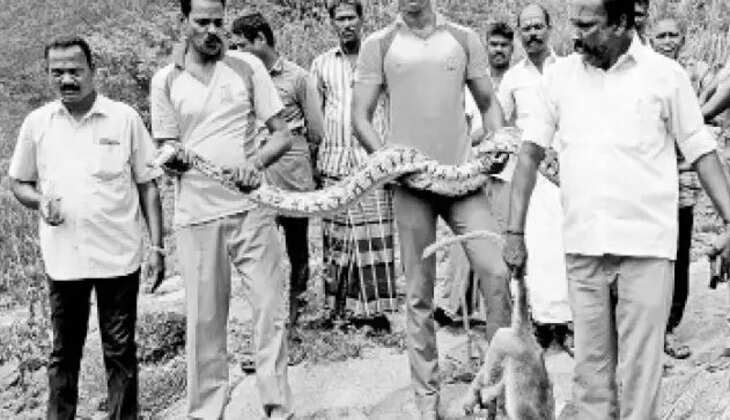 12 அடி மலைபாம்பு 