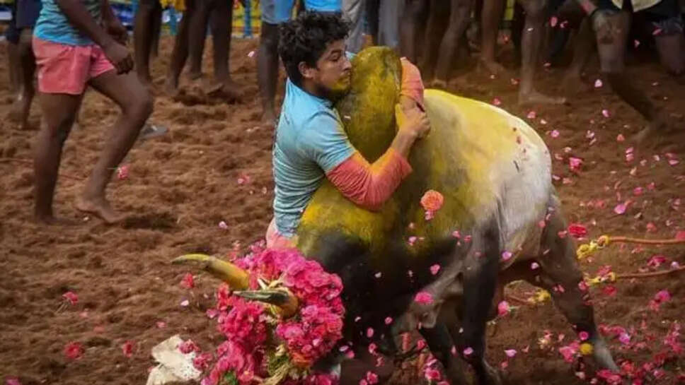 ஜல்லிக்கட்டு 