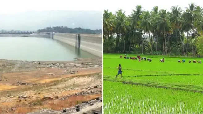 மேட்டூர் டெல்டா ஏக்கர் குறுவை நெல் சாகுபடி விவசாயம் விவசாயி