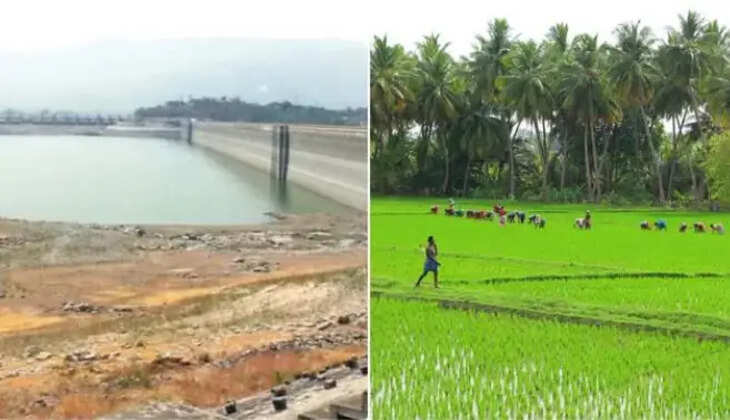 மேட்டூர் டெல்டா ஏக்கர் குறுவை நெல் சாகுபடி விவசாயம் விவசாயி