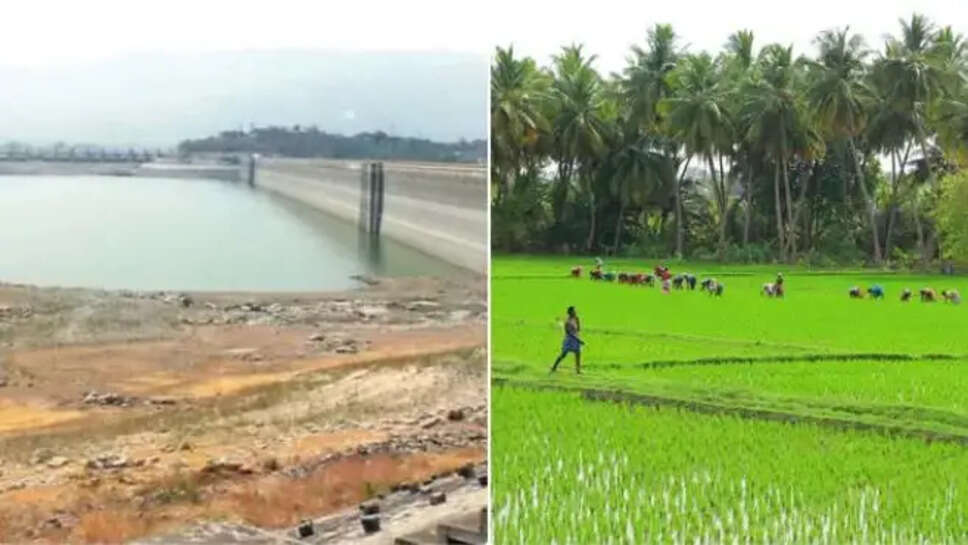 மேட்டூர் டெல்டா ஏக்கர் குறுவை நெல் சாகுபடி விவசாயம் விவசாயி