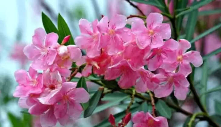 அரளிப்பூ