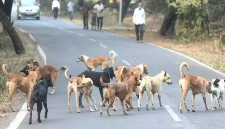 தெருநாய்