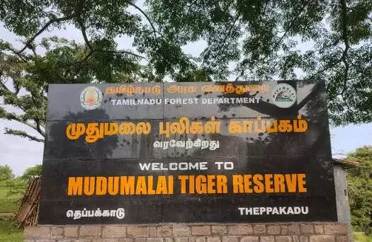  தெப்பக்காடு யானைகள் முகாமிற்கு செல்ல தடை... சுற்றுலாப் பயணிகள் ஏமாற்றம்! 