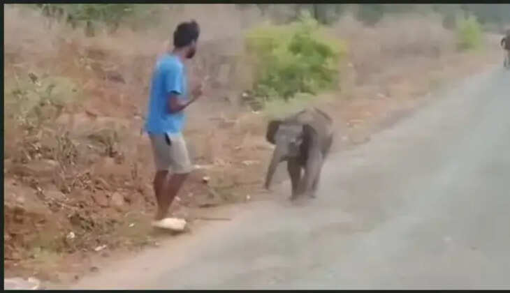 குட்டி யானை