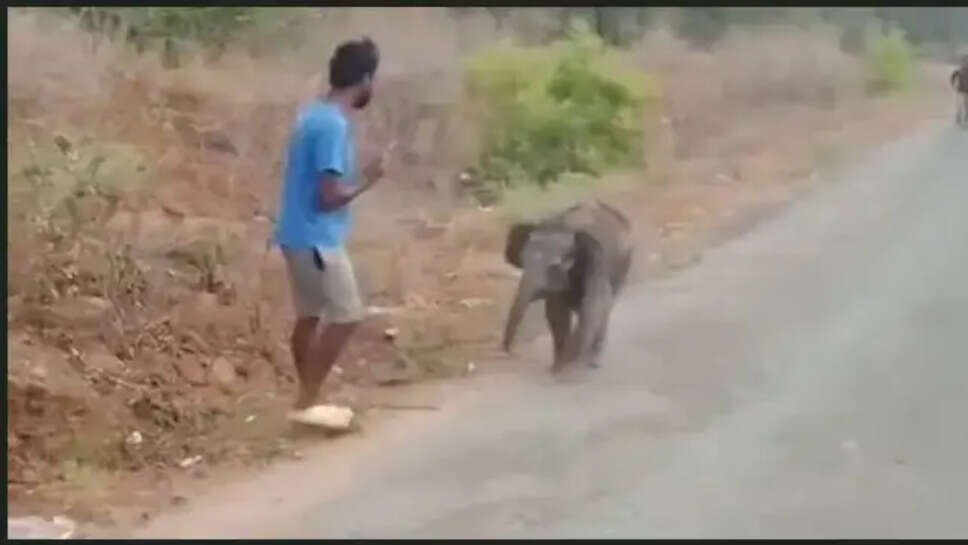 குட்டி யானை