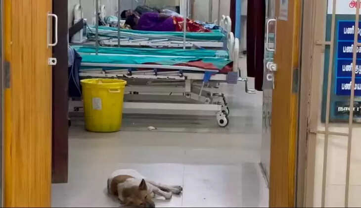திருச்செந்தூர் அரசு மருத்துவமனை நாய்