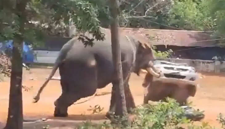 யானை