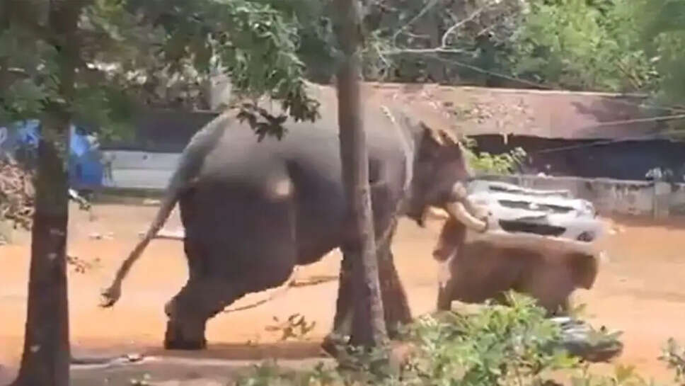 யானை