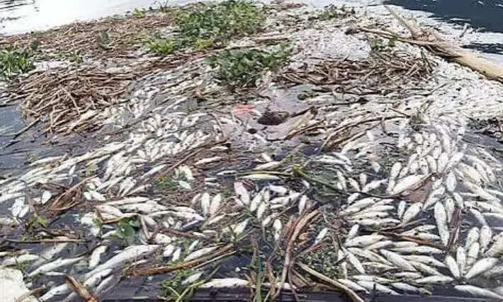 காவிரி  மீன் செத்து மிதக்கும்