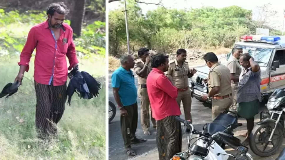 காகங்கள் 