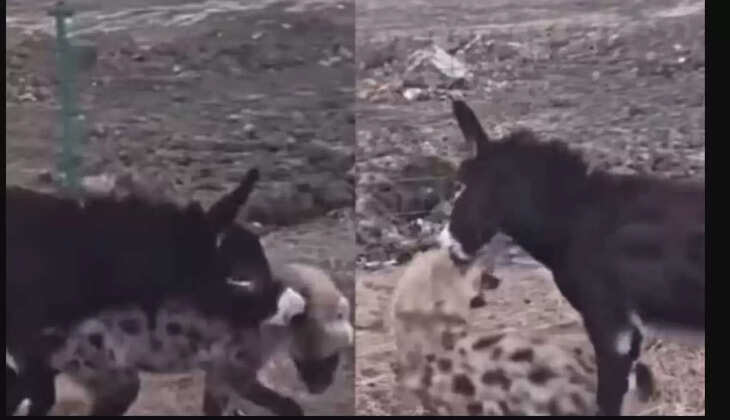 ஹைனா கழுதை