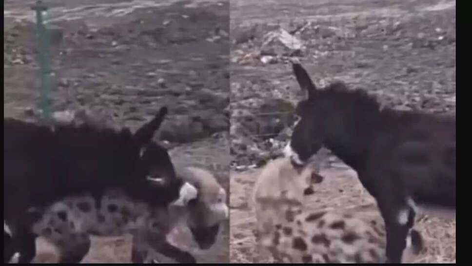 ஹைனா கழுதை