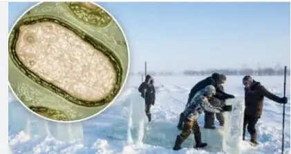 ஜாம்பி வைரஸ்