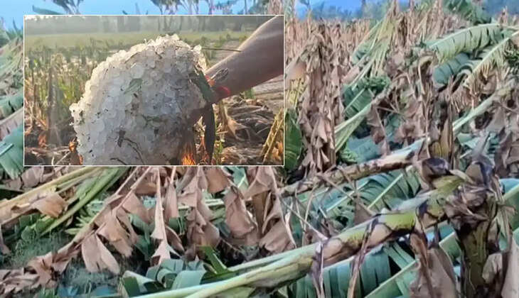 கோவை ஆலங்கட்டி மழை பயிர்கள் சேதம்