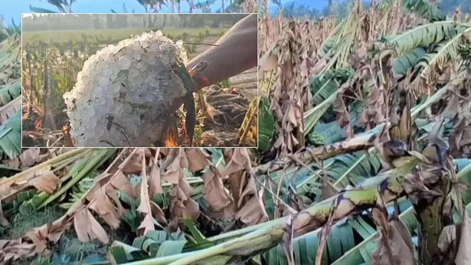 கோவை ஆலங்கட்டி மழை பயிர்கள் சேதம்